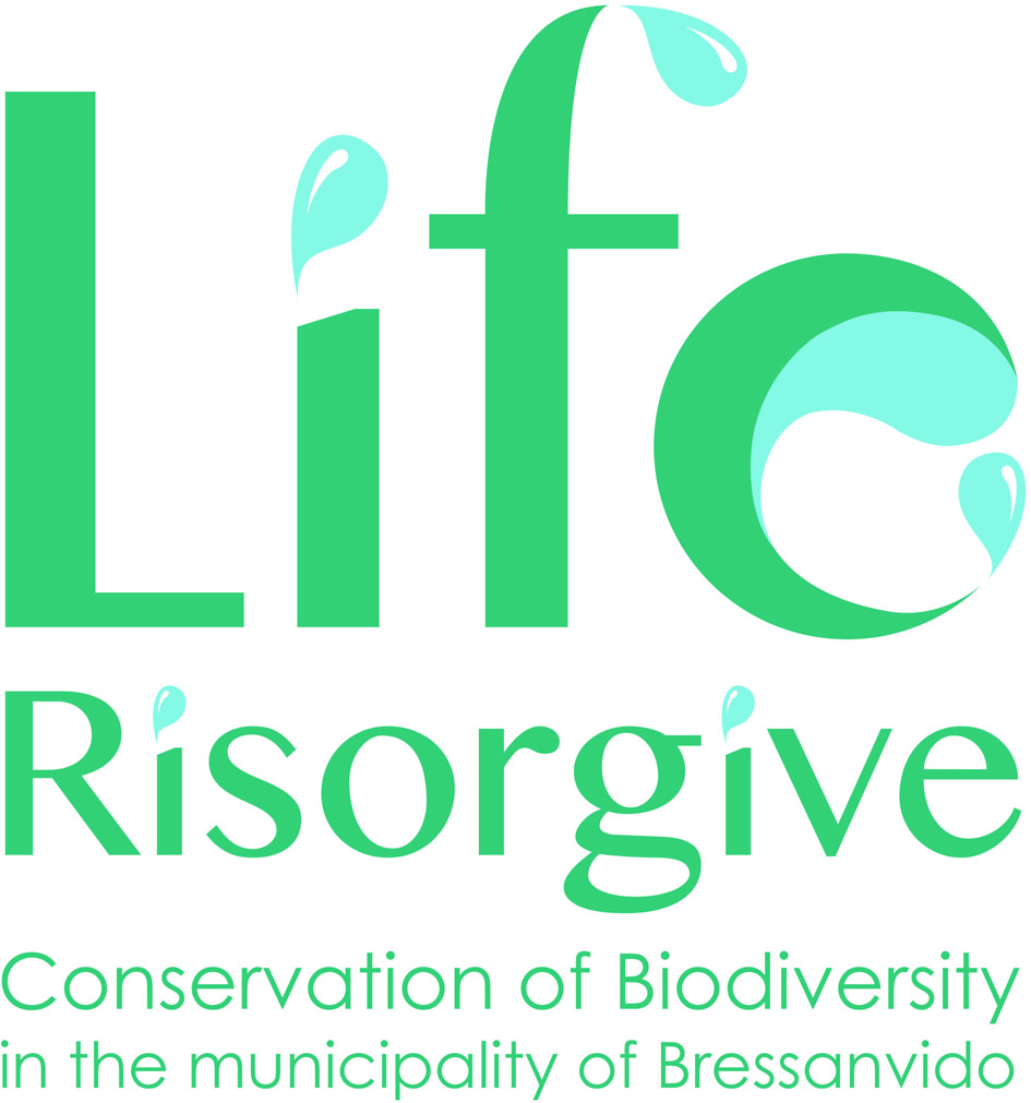 LR LifeRisorgive Logo Esecutivo